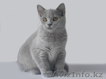 БРИТАНСКИЙ КОРОТКОШЕРСТНЫЙ КОТЕНОК - Изображение #1, Объявление #648827