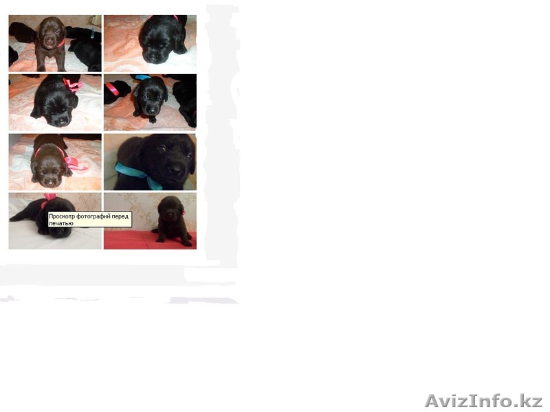 продам щенков лабрадора ретривера с документами,с прививками по возрасту - Изображение #1, Объявление #673581