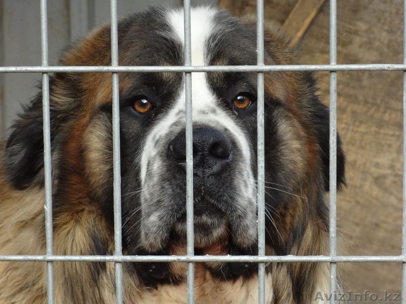 Ищу собаку для случки - Изображение #1, Объявление #643136