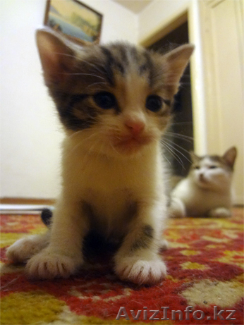 Отдам котеночка в хорошие руки - Изображение #1, Объявление #648019
