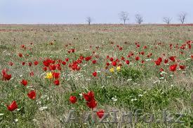 Продам земельный участок 8 соток - Изображение #1, Объявление #649304