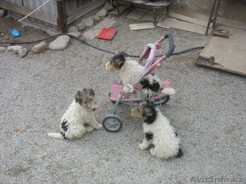 Щенки фокстерьера продам - Изображение #1, Объявление #650467