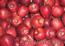 Продаются яблоки - Изображение #1, Объявление #644254