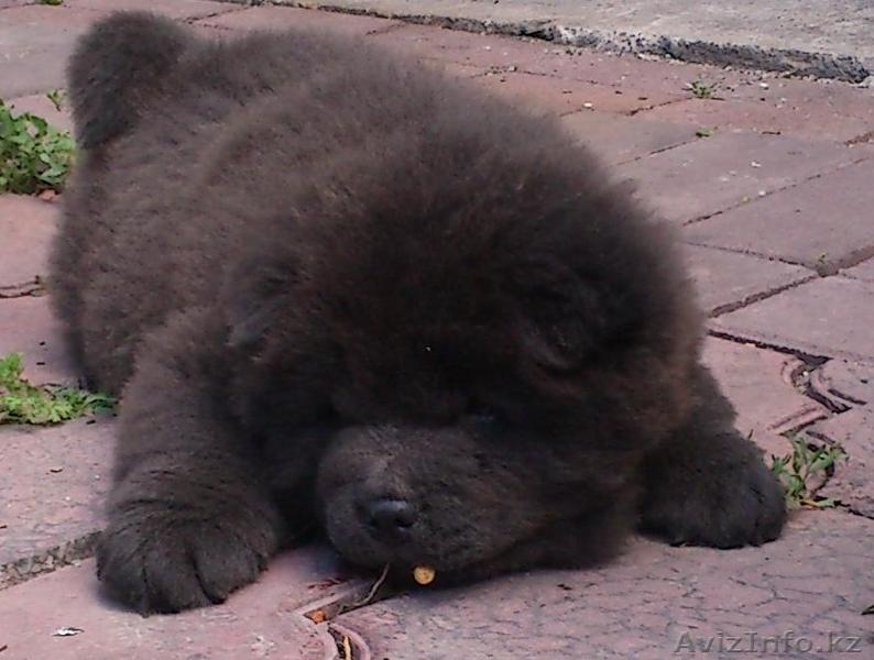 8 777 211 75 22, l_panyukovaZ@mail.ru - Изображение #1, Объявление #685485