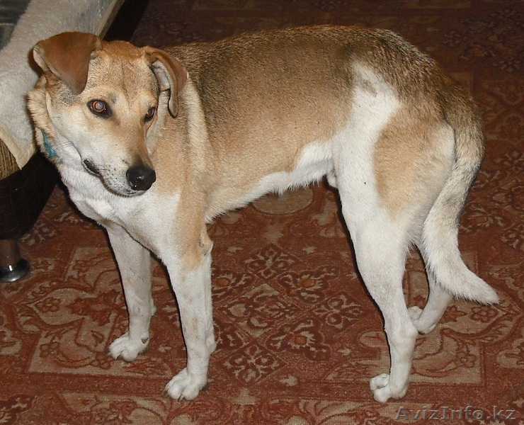 отдам в добрые и заботливые руки - Изображение #1, Объявление #674670