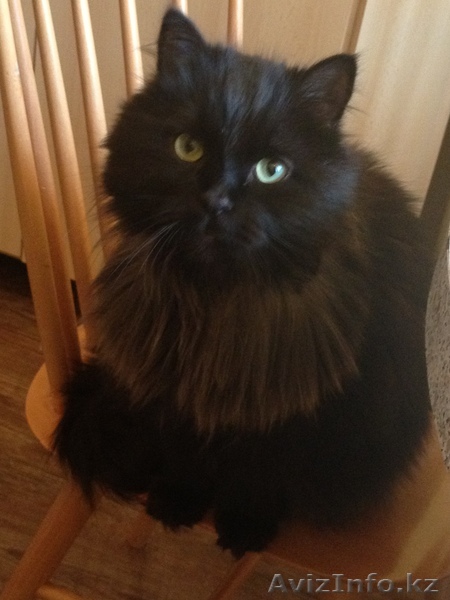 отдам в хорошие руки кастрированного кота - Изображение #1, Объявление #686104