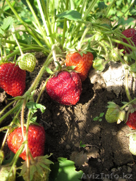 Оздоровленный посадочный материал земляники садовой (клубника), ранние Даренка - Изображение #1, Объявление #681489