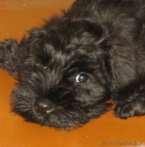 Щенок цвергшнауцера - Изображение #1, Объявление #683303