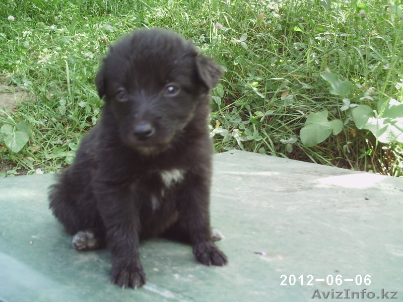 Отдам щенков ссторожевой собаки в хорошие руки! - Изображение #1, Объявление #679758