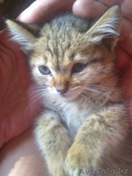 ласковый котенок ждет своего хозяина - Изображение #1, Объявление #712242