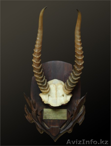 Куплю старые рога сайгака - Изображение #1, Объявление #706453