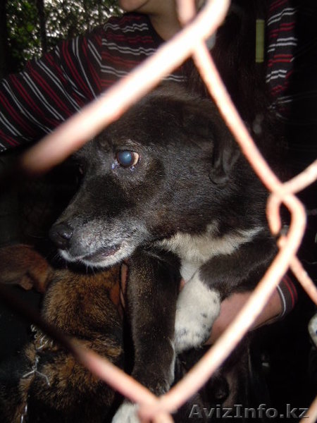 Ищу хорошего хозяина для собаки Черныша - Изображение #1, Объявление #718609