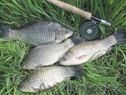 продам рыбу с/м  - Изображение #1, Объявление #711198