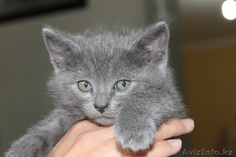 Скотишь фолд и страйты - Изображение #1, Объявление #721393