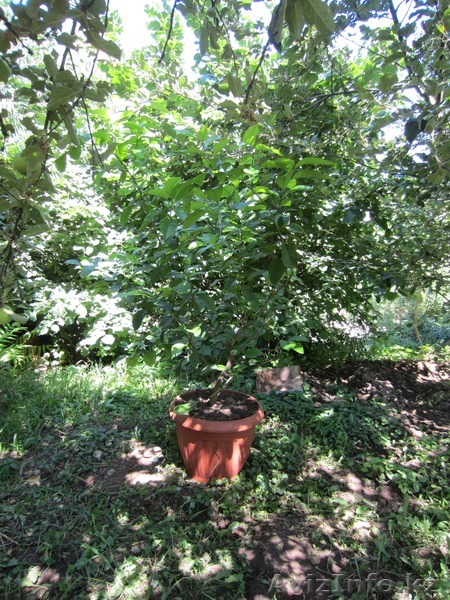 деревья лимонов - Изображение #1, Объявление #724397