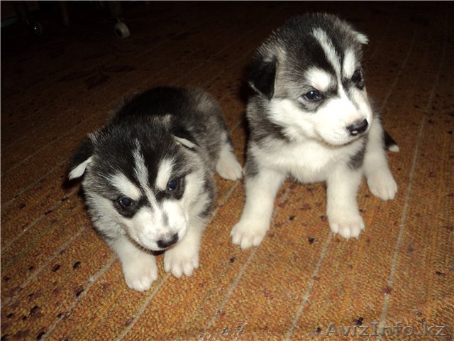 элитные щенки сибирский хаски(с родословной) - Изображение #1, Объявление #732004