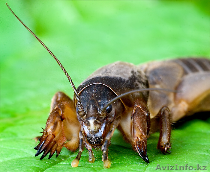 Лечение туберкулеза - Изображение #1, Объявление #745155