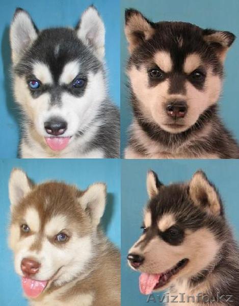 Щенки породы Сибирский хаски, дата рождения 14.07.12 г.  - Изображение #1, Объявление #747011