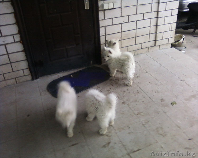 щенки самоедской лайки - Изображение #1, Объявление #733976