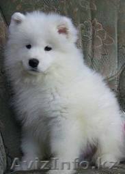 Продам щенка самоедской лайки - Изображение #1, Объявление #745795
