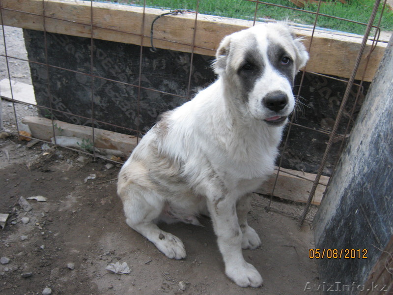 Alabay 4 mesyaca  - Изображение #1, Объявление #732109