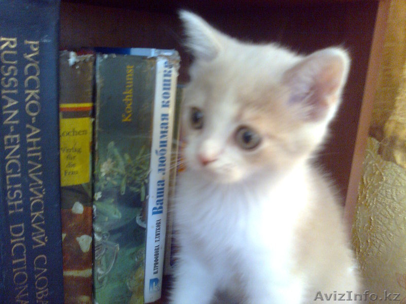 Вислоухие и страиты - Изображение #1, Объявление #748090