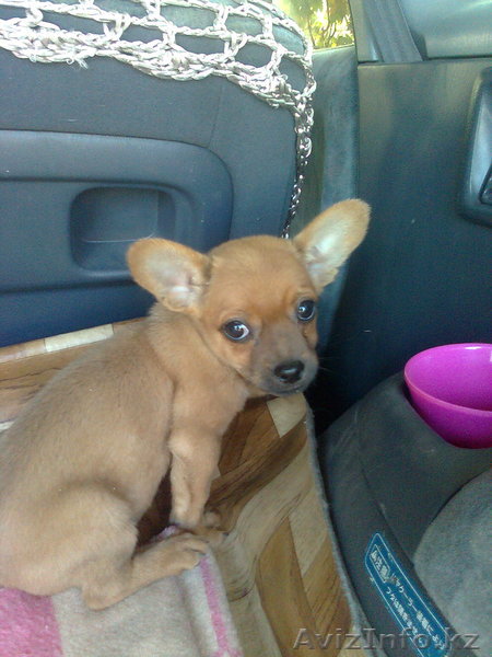 Щенки тойчика ичихуахуа - Изображение #1, Объявление #748117