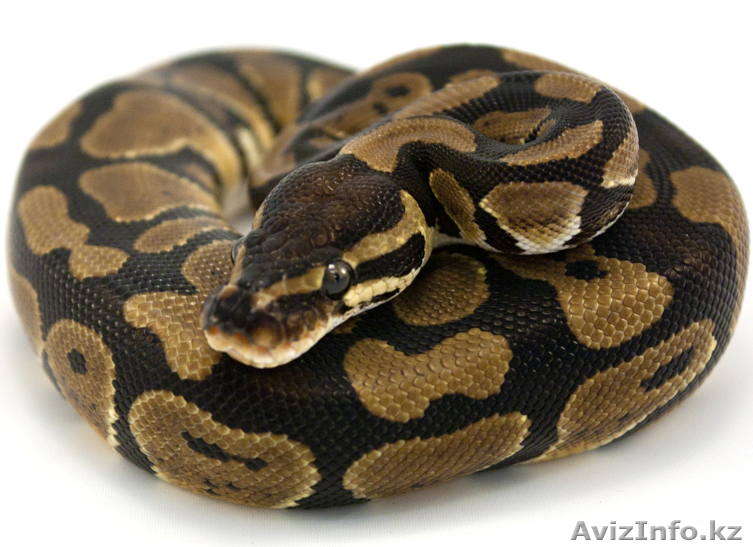 Королевский Питон(вязка) - Изображение #1, Объявление #741542