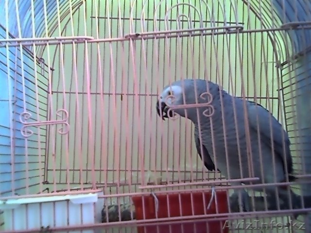 ПРОДАМ МОЛОДОЙ  ЖАКО - Изображение #1, Объявление #730582