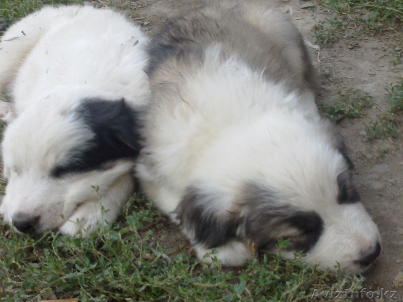 продам щенков Алабай - Изображение #1, Объявление #741633