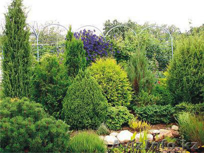 Саженцы карагача 1м без кома 500, с комом 1000, 1,5-2 м без кома 1000, с комом 2 - Изображение #1, Объявление #758841