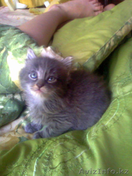 Котята(3 мес):  ждут надежных хозя - Изображение #1, Объявление #249847