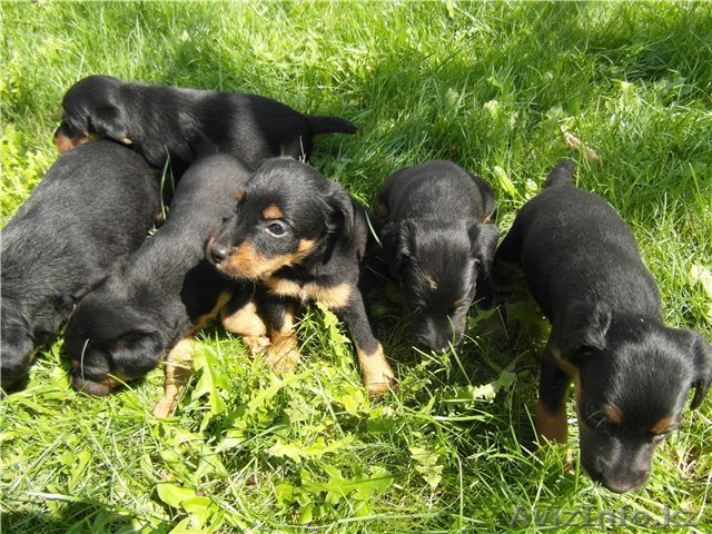 Ягдтерьера щенки - Изображение #1, Объявление #753431