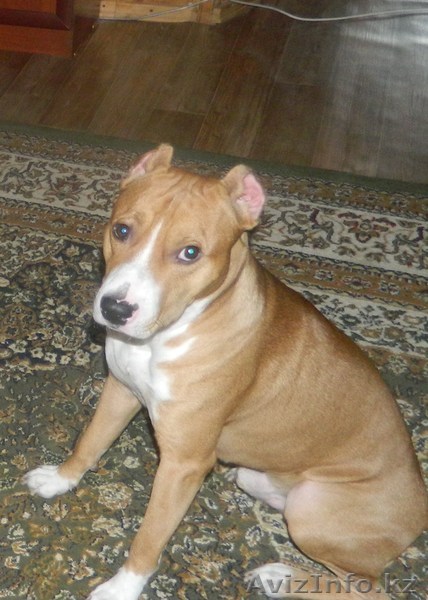 пропала собака, рыжий стафорд, 1 год - Изображение #1, Объявление #756519