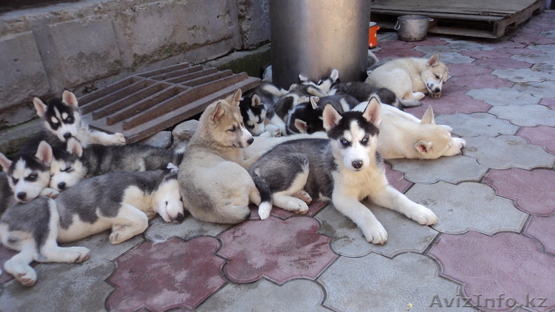 Щенки сибирский хаски С РОДОСЛОВНОЙ - Изображение #1, Объявление #756686