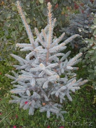 Голубые и зеленые ели - Изображение #1, Объявление #753165