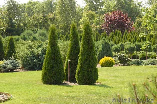 Крестьянское хозяйство предлагает  саженцы - Изображение #1, Объявление #758840