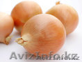 Лук репчатый Манас(оригинал) 87714666095 - Изображение #1, Объявление #752053