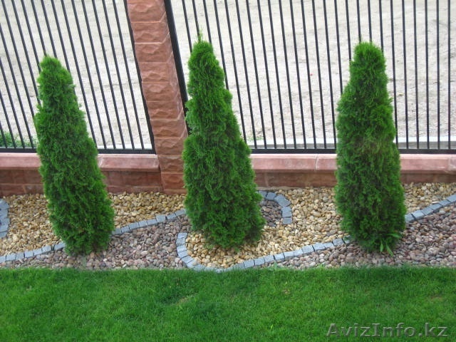 туя колоновидная Smaragd - Изображение #1, Объявление #758103