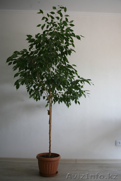 Продам Фикус Бенджамина - Изображение #1, Объявление #758408