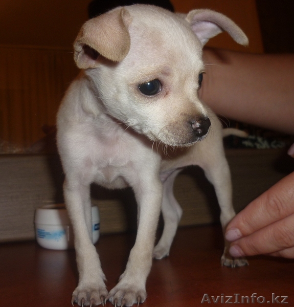 Продам Чихуахуа - Изображение #1, Объявление #760923