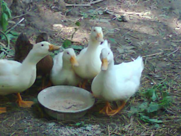 Утки, пекинские утки, Птицы - Изображение #1, Объявление #768134