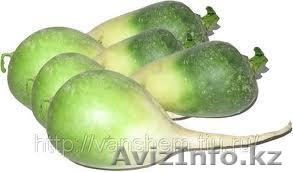 Продам редьку "маргеланскую". 50 тонн, по 40 тенге за килограмм. Самовывоз. - Изображение #1, Объявление #780088