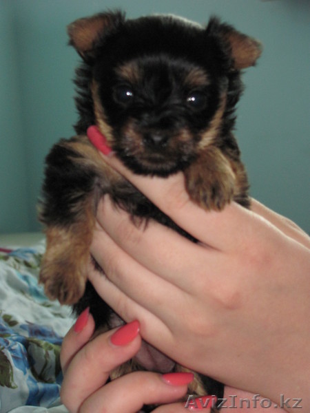 Йоркшир милый мальчик - Изображение #1, Объявление #773486