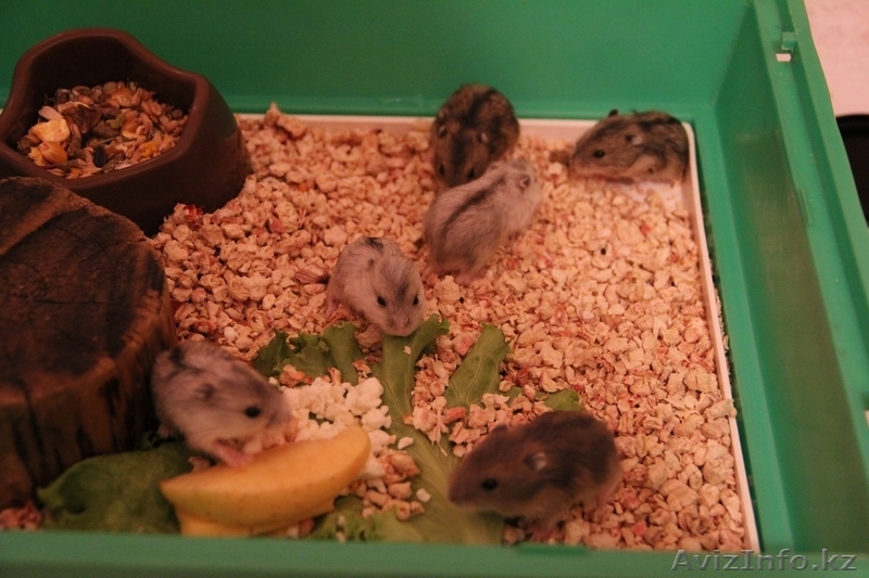 Джунгарские хомячки - Изображение #1, Объявление #772520