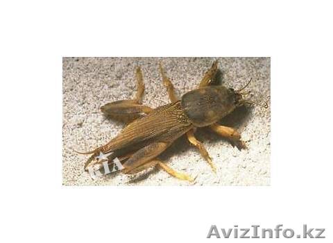 Продаю медведок - высушенных - Изображение #1, Объявление #312514