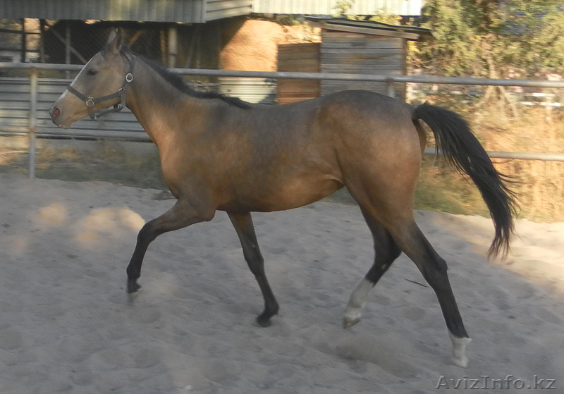 Лошадь англотекинской породы - Изображение #1, Объявление #768990