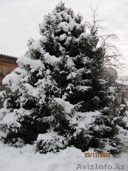 Ель живая пушистая красивая - Изображение #1, Объявление #795677