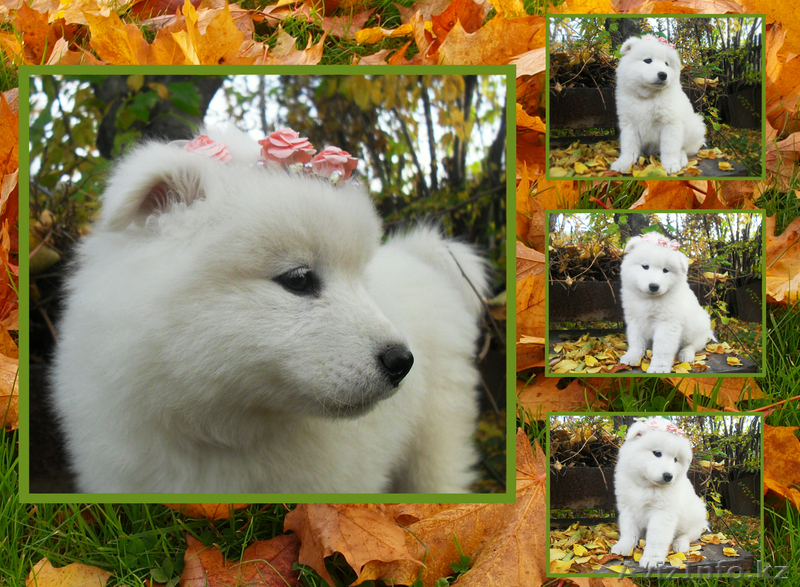 Продам очаровательного щенка самоедской лайки - Изображение #1, Объявление #797033