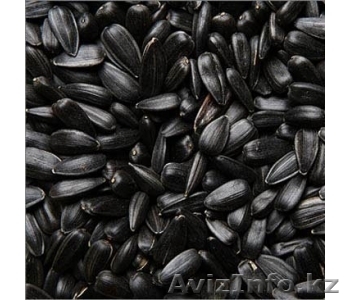 Подсолнечник калиброванный 36+, 41+ - Изображение #1, Объявление #790328